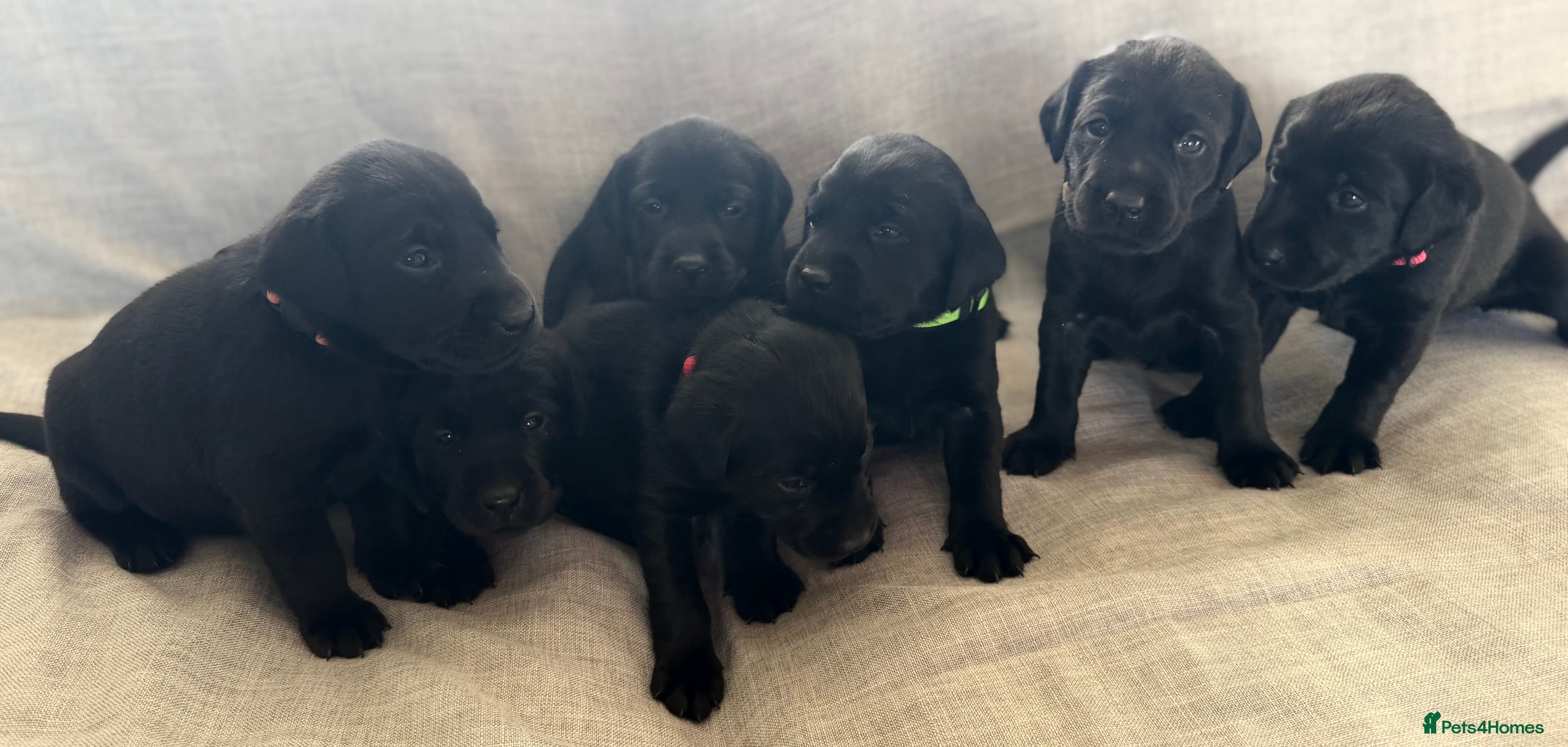 Labrador Retriever dogs Beautiful black labs in Taunton - Advert 2