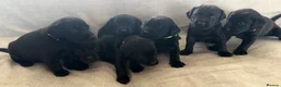 Labrador Retriever dogs for sale: Beautiful black labs in Taunton - Advert 1