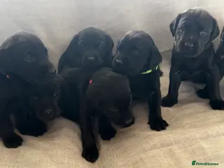 Labrador Retriever dogs Beautiful black labs in Taunton - Advert 2