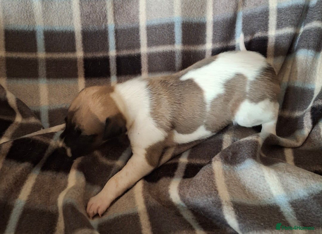 Whippet dogs for sale: KC Particolour Whippet Puppies - Image 10
