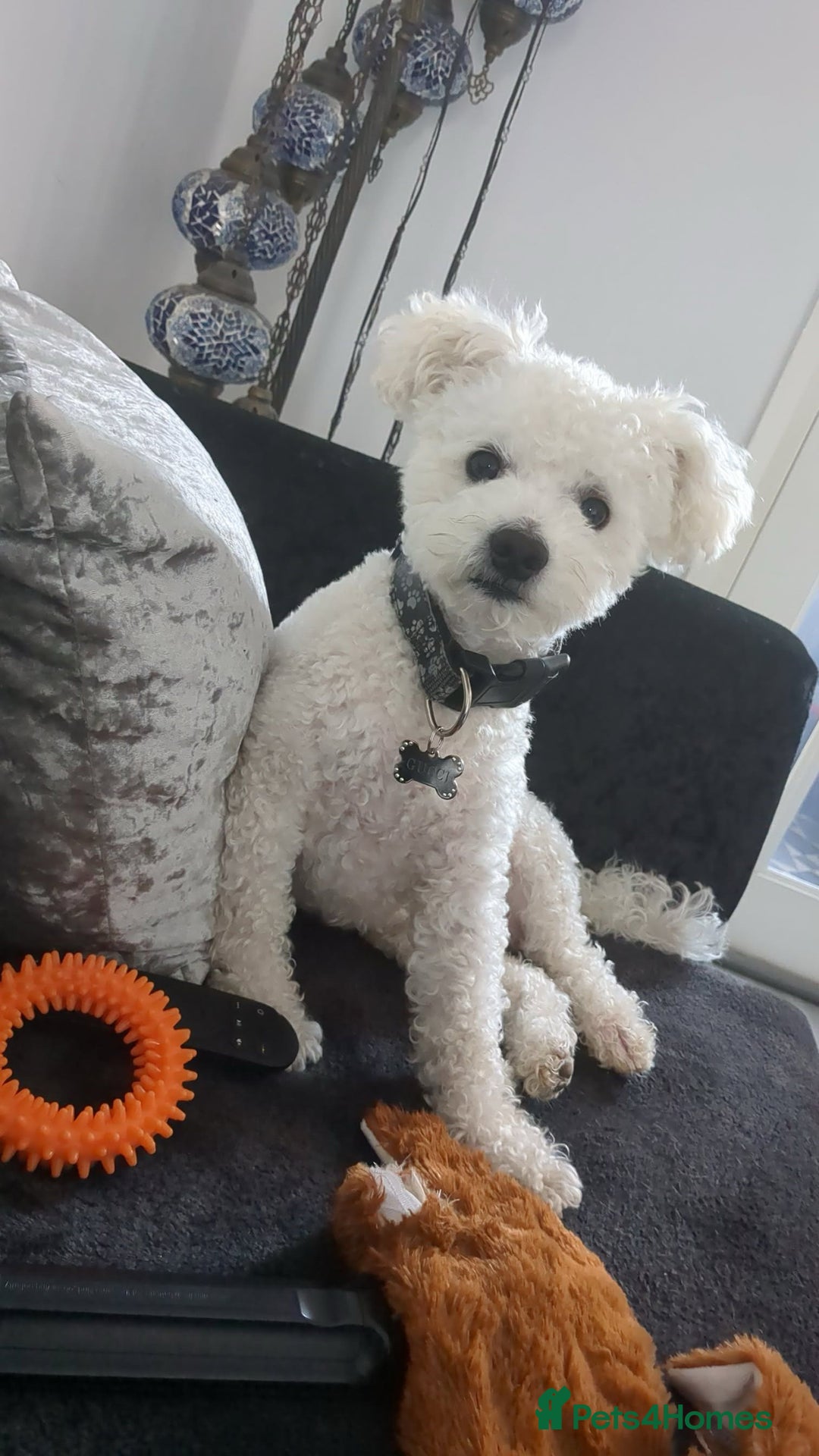 Mixed Breed dogs for sale: Maltichon  - Image 6