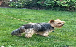Yorkshire Terrier dogs for sale: Emma  - Image 7