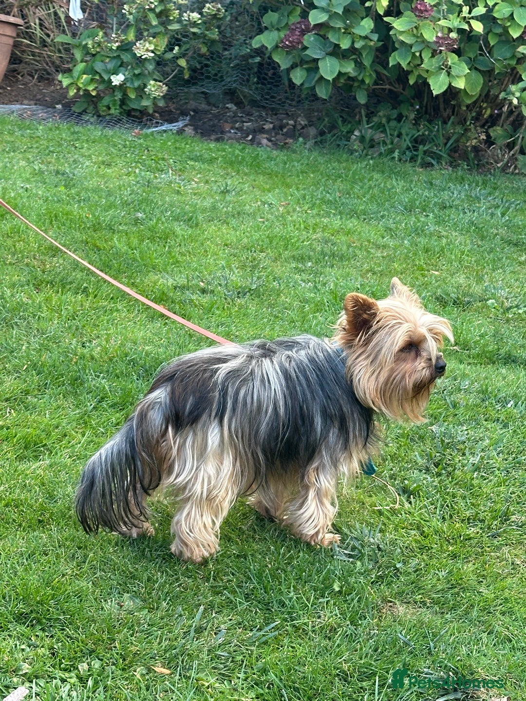 Yorkshire Terrier dogs for sale: Emma  - Image 7