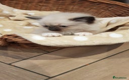 Siberian cats for sale: Hypoallergenic Siberian Neva Masquerade kittens. - Image 13