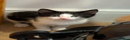 British Longhair cats for sale: Kittens in Haltwhistle - Advert 4