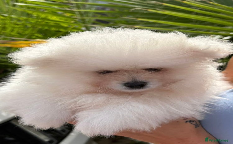Pomeranian dogs - Advert 11