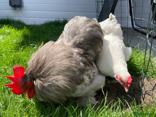 Chickens poultry - Advert 15