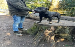 Staffordshire Bull Terrier dogs for stud: Blue staffy stud - Image 5