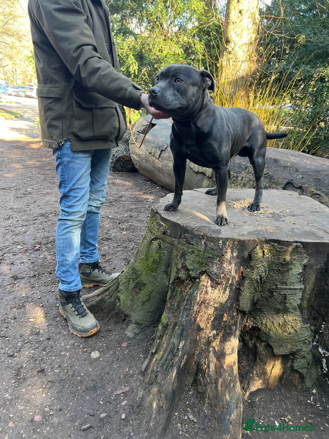 Staffordshire Bull Terrier dogs for stud: Blue staffy stud - Image 5