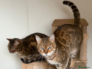 Bengal cats 2 Beautiful Adult Bengals - Advert 8