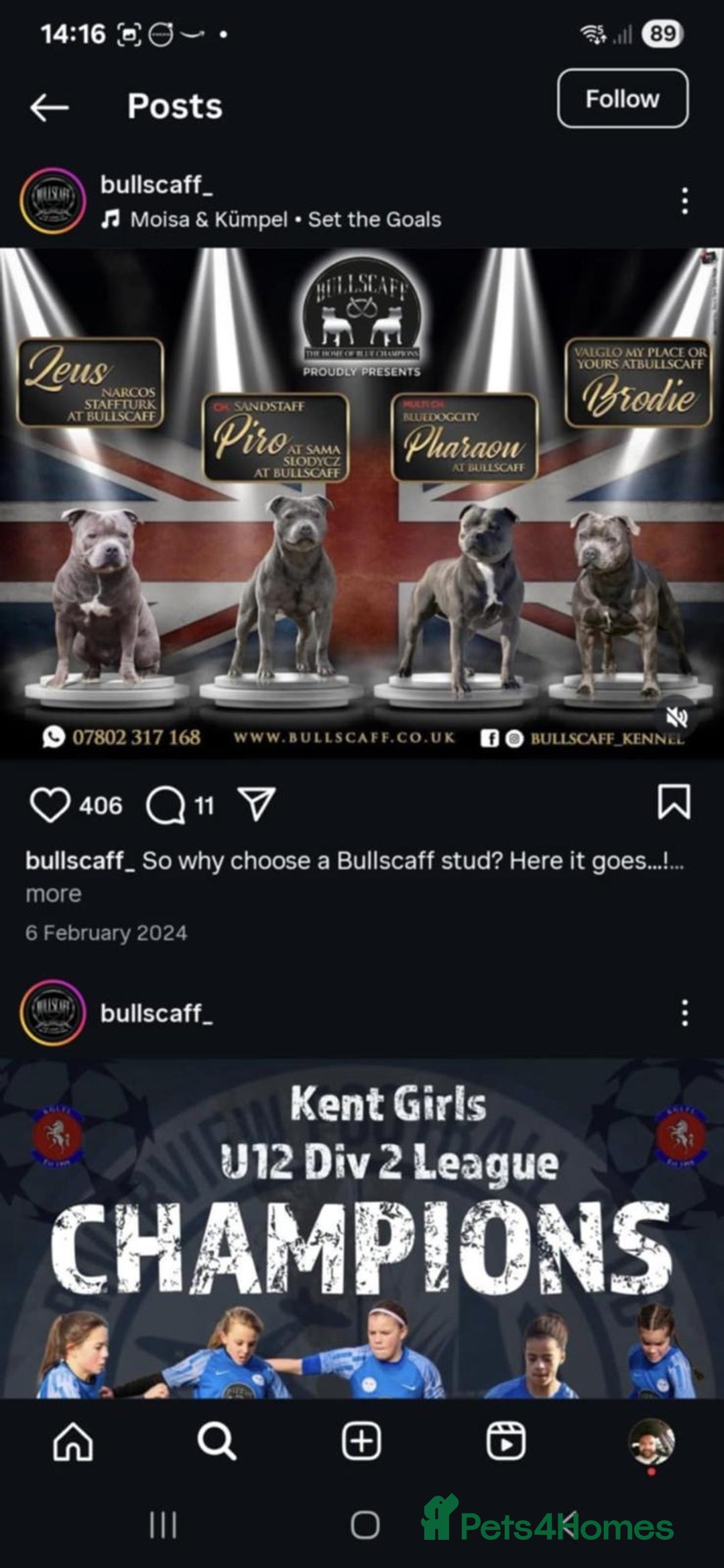 Staffordshire Bull Terrier dogs for sale: 💥READY TO LEAVE NOW 💥 PURE BLUE STAFFS PUPS🩵 in Barnsley - Image 21