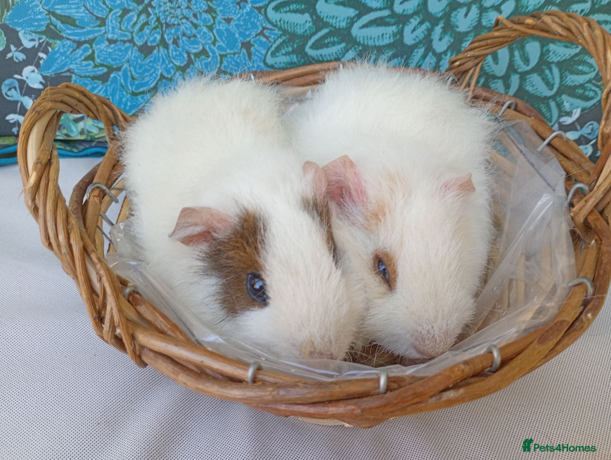 Guinea Pig rodents Baby boy guinea pigs  - Advert 21