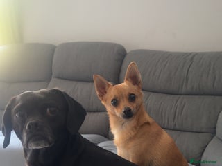 Mixed Breed dogs Both for rehoming - Advert 1