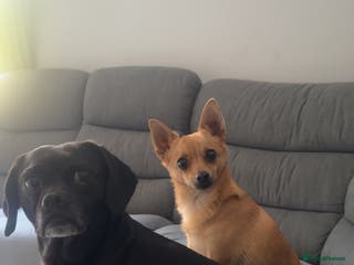 Mixed Breed dogs Both for rehoming - Advert 2