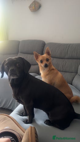 Mixed Breed dogs Both for rehoming - Advert 1