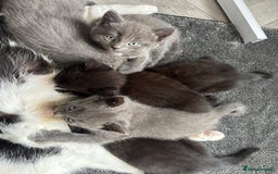 Mixed Breed cats for sale: British short hair kittens  - Image 14