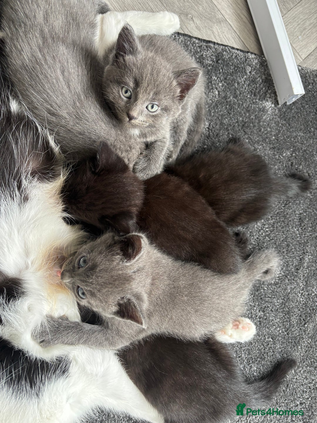 Mixed Breed cats for sale: British short hair kittens  - Image 14