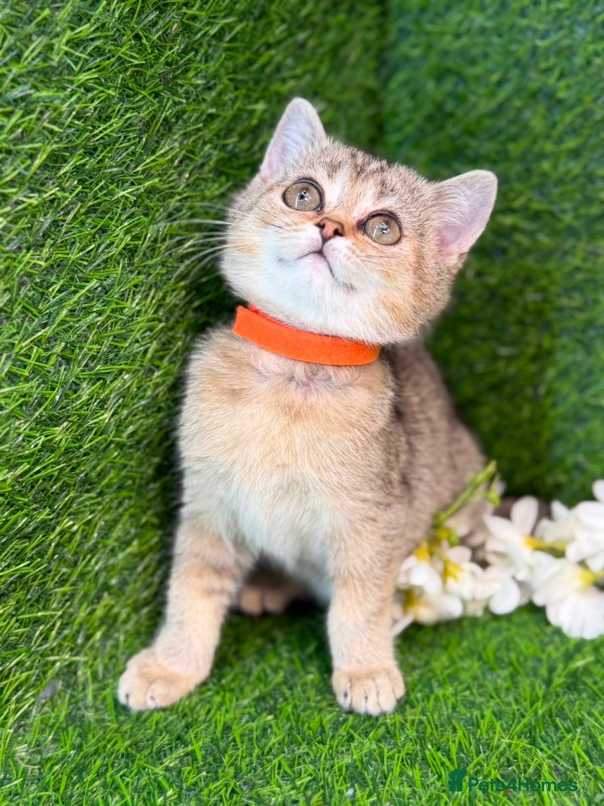 British Shorthair cats 3 Gorgeous British SH, one LH TICA kittens - Advert 5
