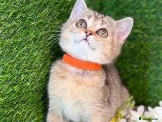 British Shorthair cats 3 Gorgeous British SH, one LH TICA kittens - Advert 6