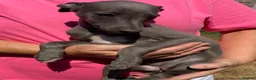 Whippet dogs for sale: Beautiful blue/brindle Whippets  - Advert 27