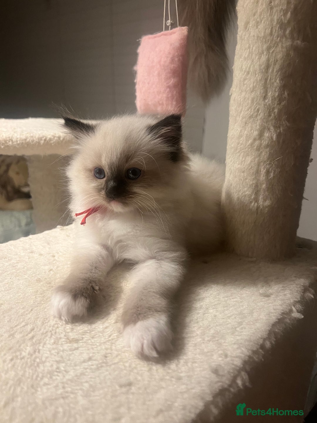Ragdoll cats for sale: **LAST BOY** CHUNKY RAGDOLL KITTENS FOR SALE - Advert 4