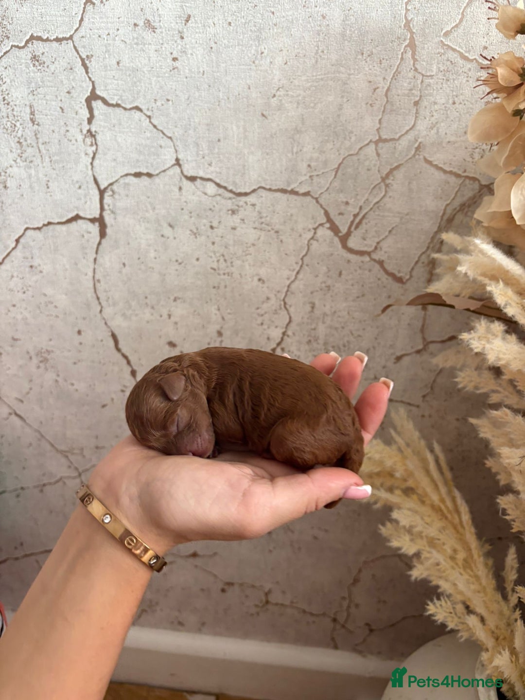 Cavapoochon dogs for sale: Cavapoochons!!🐶🐶 - Image 1