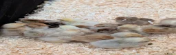 Chickens poultry for sale: Pekin bantam female growers/day old chicks  - Advert 7