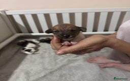 Jack Russell dogs for sale: 5 Jack Russel Puppies - Image 11