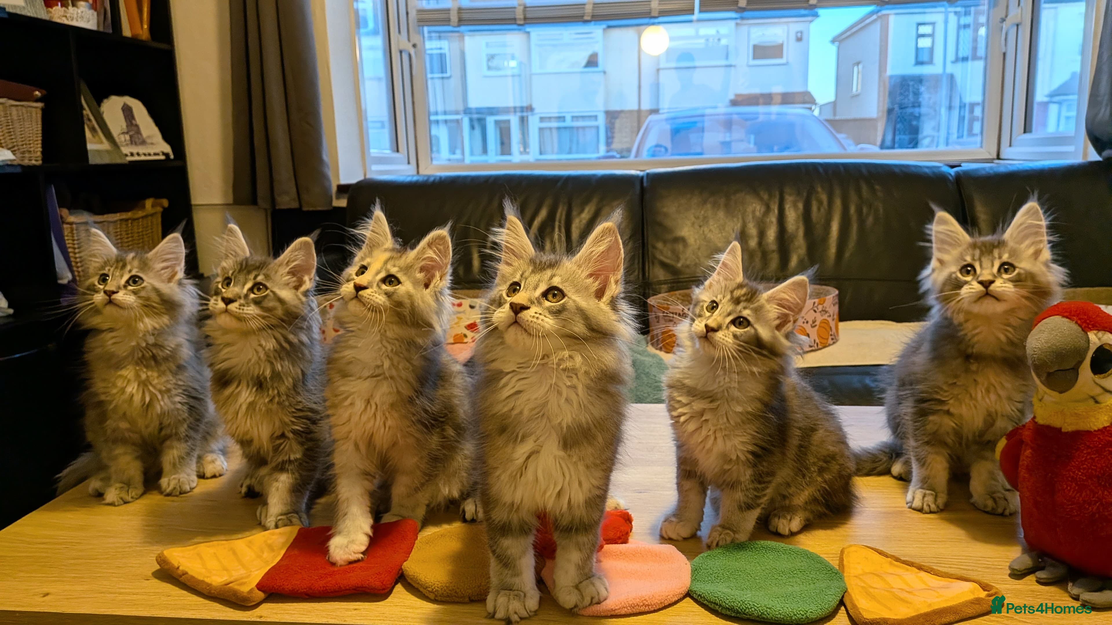 Maine Coon cats 🏅GCCF🏅 pure maine coon kittens  - Advert 14