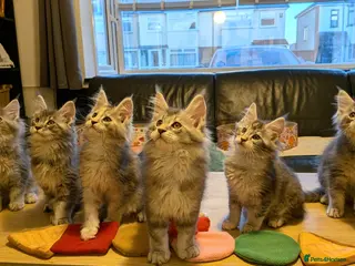 Maine Coon cats 🏅GCCF🏅 pure maine coon kittens - Advert 14