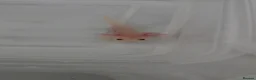 Axolotl reptiles for sale: READY NOW Leucistic Axolotl Babies - Advert 6