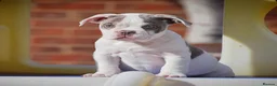 Olde English Bulldogge dogs for sale: Uk’s Longest & Most Reputable todate.  - Advert 4