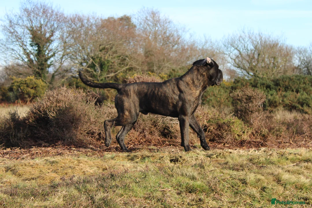 Cane Corso dogs for stud: FCI CANE CORSO MALE AT STUD - Advert 4