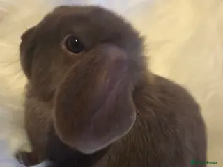 Mini Lop rabbits Beautiful mini lops - Advert 9