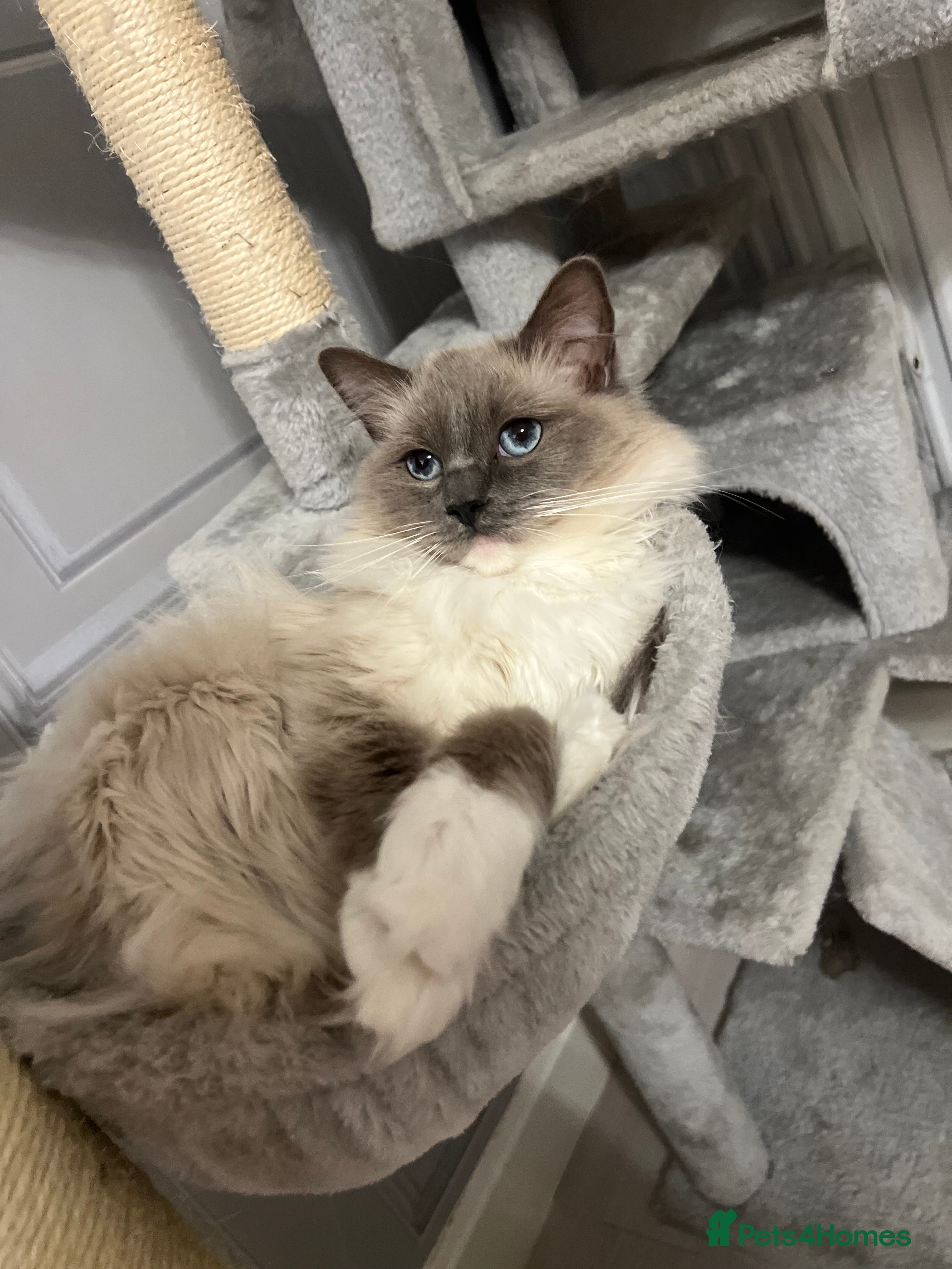 Ragdoll cats Un spayed female ragdoll  - Advert 1