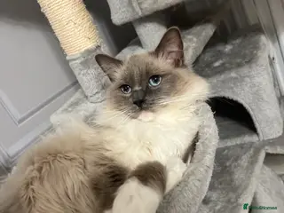 Ragdoll cats Un spayed female ragdoll - Advert 1