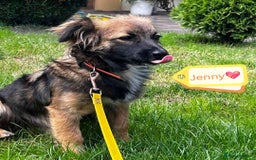 Mixed Breed dogs for adoption: 💖🐶 JENNY 🐶💖 - Image 3