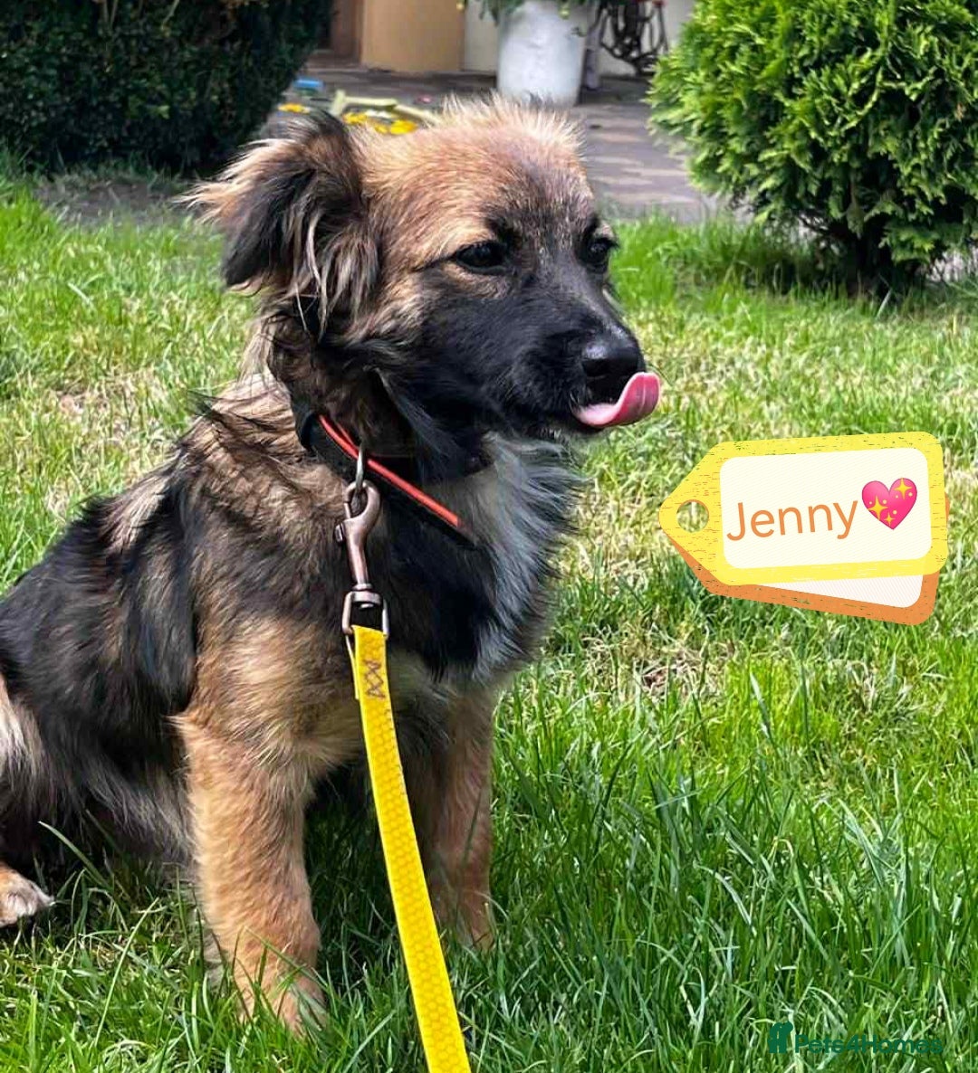 Mixed Breed dogs for adoption: 💖🐶 JENNY 🐶💖 - Image 3