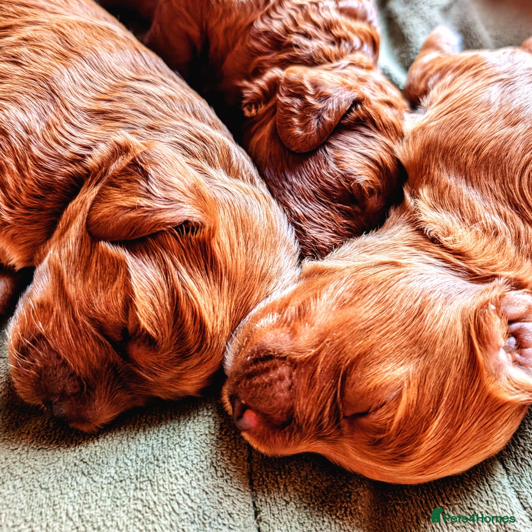 Goldendoodle dogs for sale: F1b Miniature Goldendoodles - Image 6