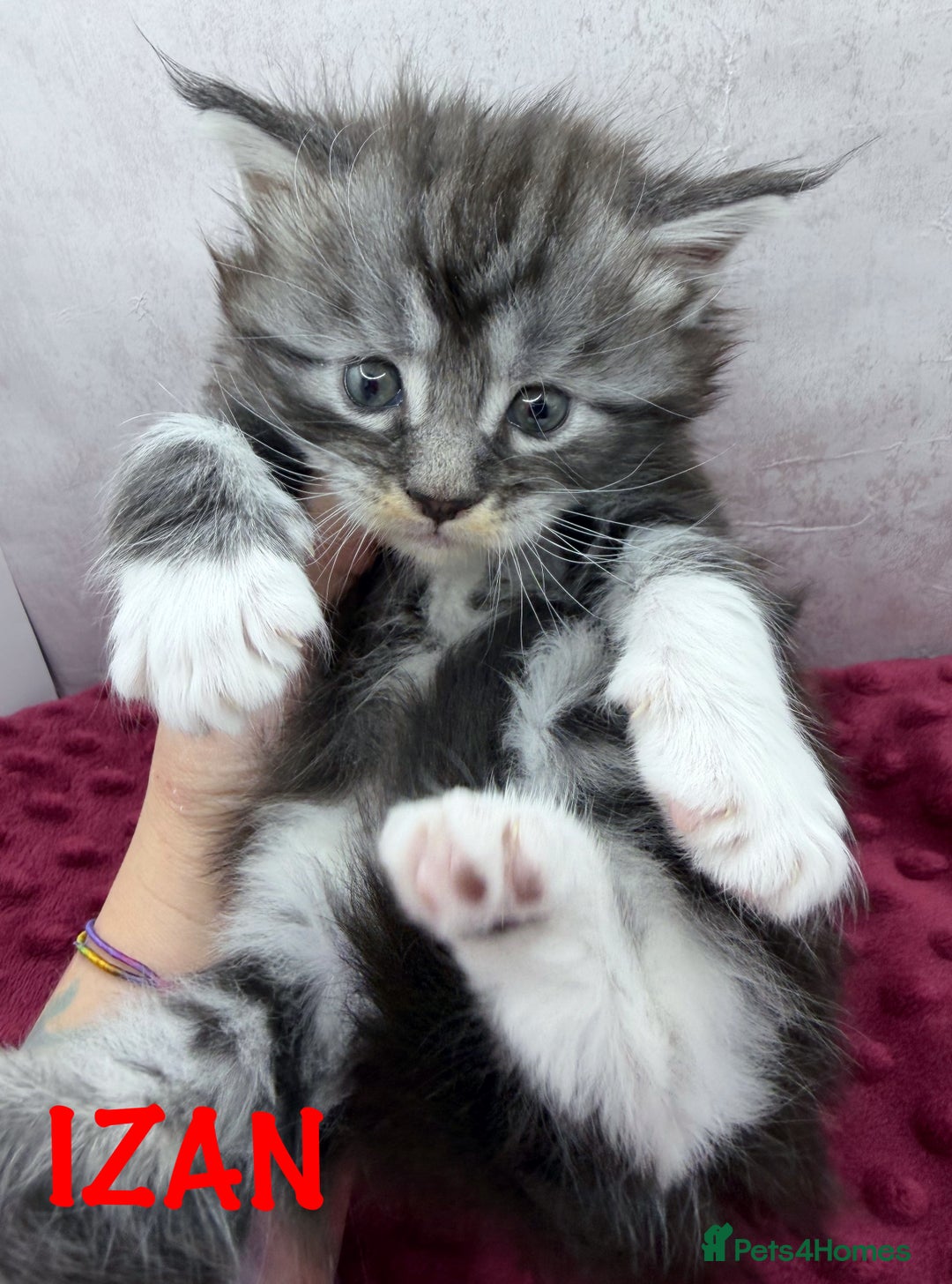 Maine Coon cats for sale: Maine Coon kittens Tica Reg.  - Advert 9