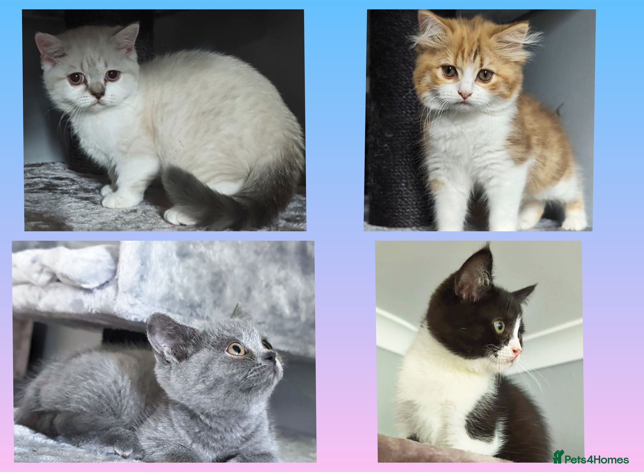 British Shorthair cats BRITISH SHORTHAIR & LONGHAIR - Advert 1
