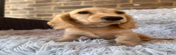 Miniature Dachshund dogs for sale: Longhaired miniature dachshund  - Advert 12