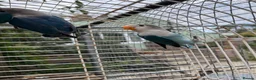 Lovebirds birds for sale: Young Fisher lovebirds for sale - Advert 3
