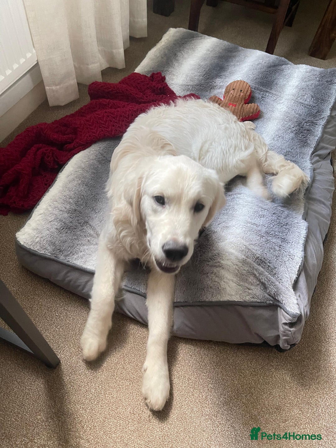 Golden Retriever dogs for sale: Golden retriever  - Advert 1