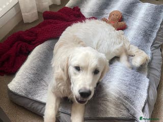 Golden Retriever dogs Golden retriever - Advert 1