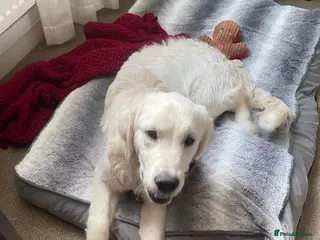 Golden Retriever dogs Golden retriever - Advert 2