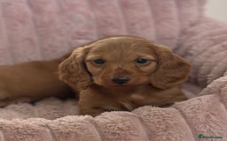 Dachshund dogs for sale: Beautiful miniature long hair dachshund - Image 6