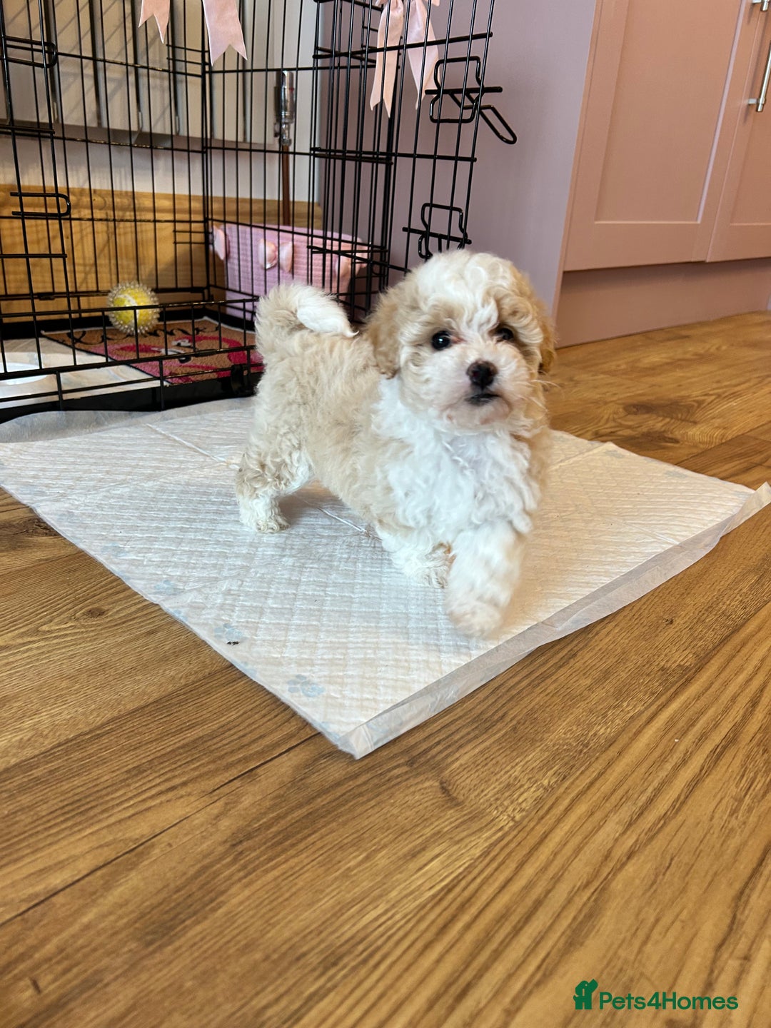 Maltipoo dogs for sale: Maltipoo puppy girl - Advert 7