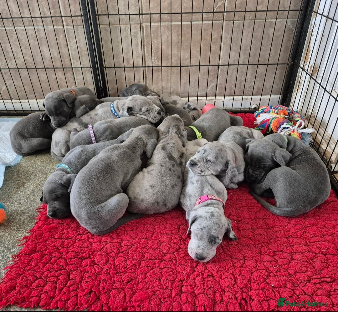 Great Dane dogs for sale: Pedigree Great Dane Babies  - Image 1