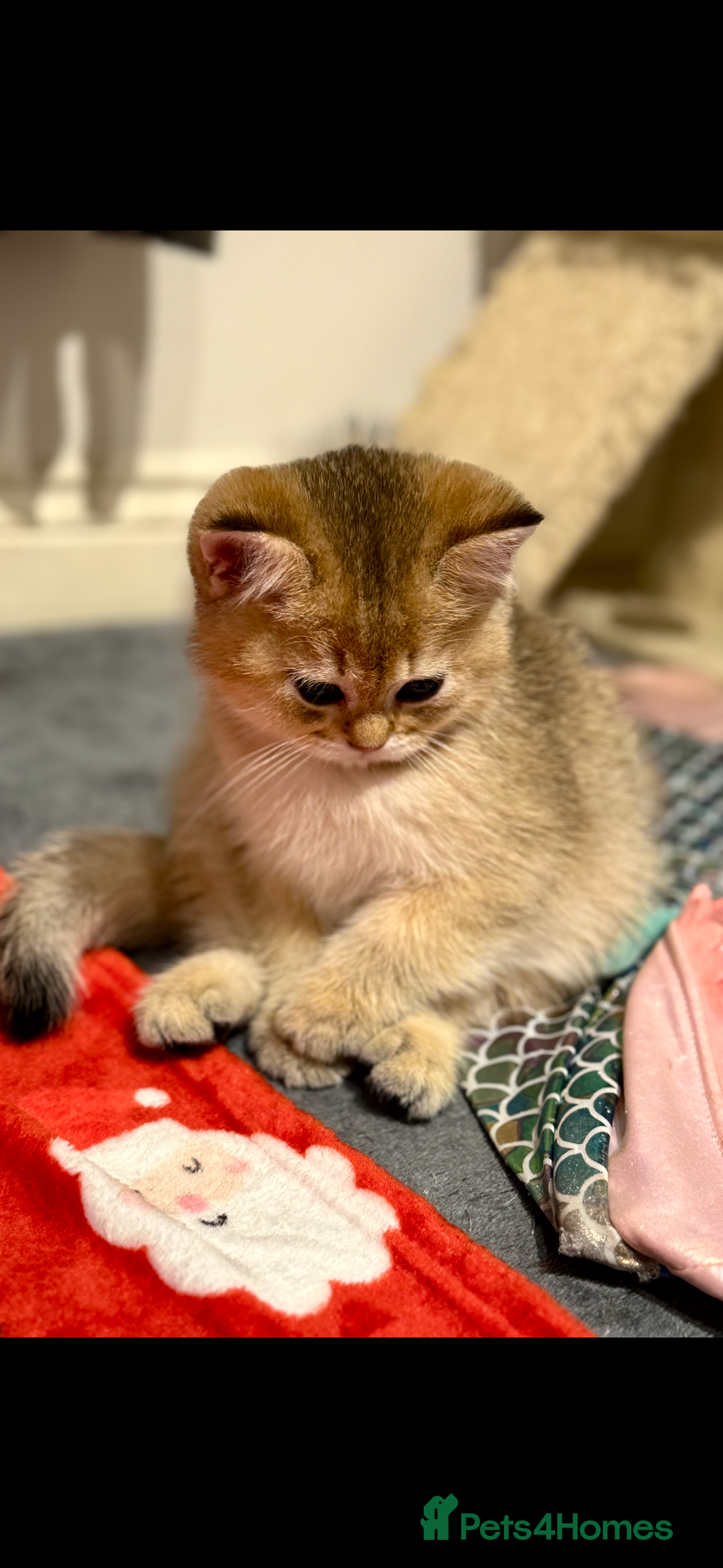 Scottish Fold cats for sale: Scottish pedigree plush kitten last - Advert 4
